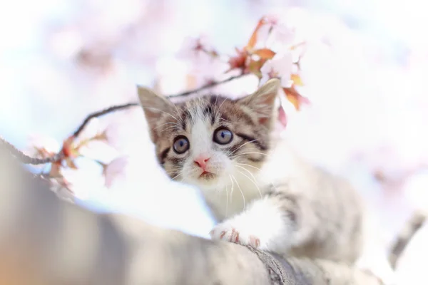 Cherry blossoms and cat — Stock Photo, Image