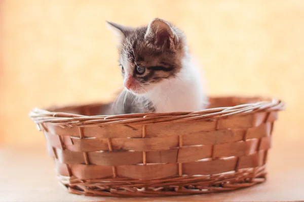 Bébé chat dans le panier — Photo