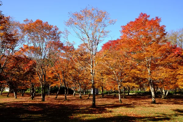 Herbstlandschaft in japan — Stockfoto