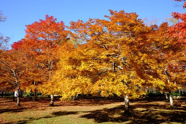 Herbstlandschaft in japan — Stockfoto