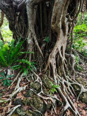 Okinawa büyük banyan