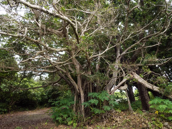 Μεγάλο banyan στην Οκινάουα — Φωτογραφία Αρχείου