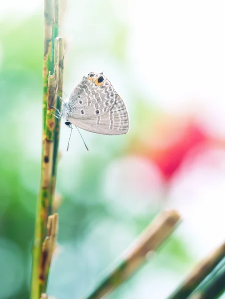 Borboleta em Japão okinawa — Fotografia de Stock