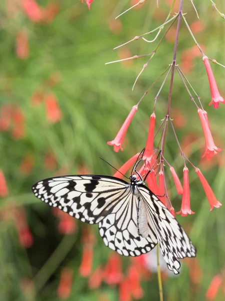 Okinawa Japonya'da kelebek — Stok fotoğraf