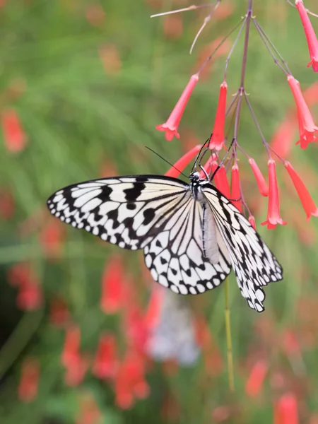 Okinawa Japonya'da kelebek — Stok fotoğraf