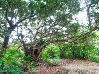 Okinawa büyük banyan