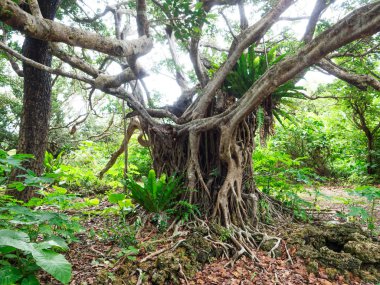 Okinawa büyük banyan