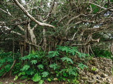Okinawa büyük banyan