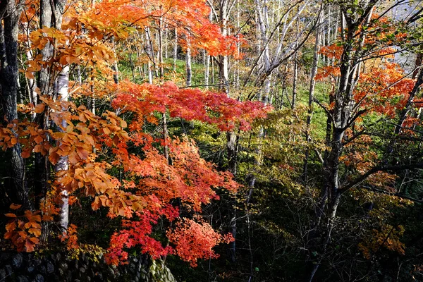 Herfst landschap in hokkaido — Stockfoto