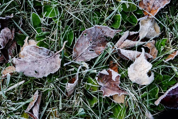 Fagyasztott lehullott levelek, a téli — Stock Fotó