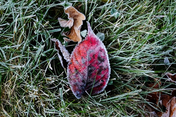 Gevallen bladeren bevroren in de winter — Stockfoto