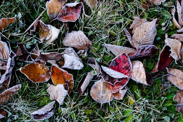 Fagyasztott lehullott levelek, a téli — Stock Fotó