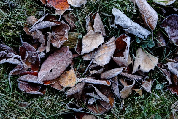 Folhas caídas congeladas no inverno — Fotografia de Stock