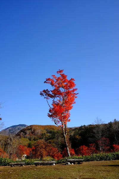 Podzimní krajina v hokkaido — Stock fotografie