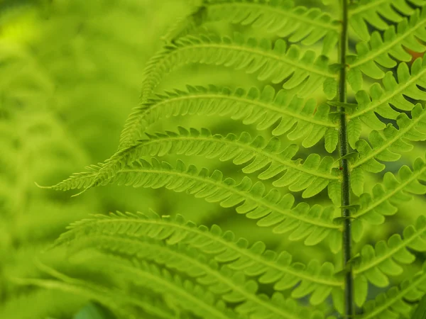 Wild grass in hokkaido — Stock Photo, Image