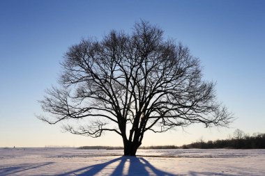 Hokkaido'da kış manzarası