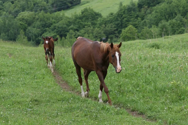 Caballo en verano hokkaido —  Fotos de Stock