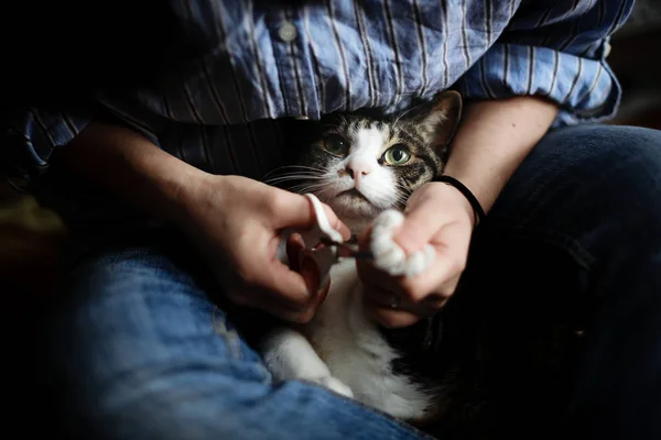 Γάτα να κοπούν τα νύχια — Φωτογραφία Αρχείου