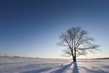 büyük ağaç hokkaido kışın
