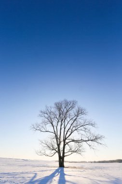 büyük ağaç hokkaido kışın