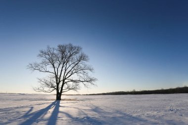 büyük ağaç hokkaido kışın