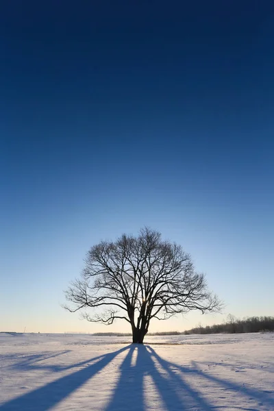 Grand arbre dans hokkaido hiver — Photo