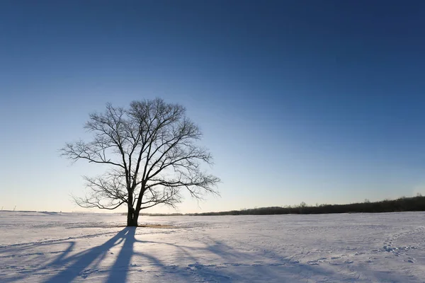 büyük ağaç hokkaido kışın