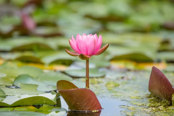 Lotus fleur sur étang — Photo