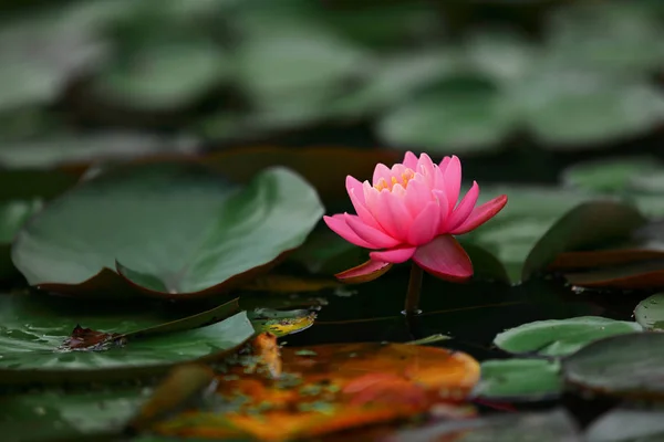 Lotus fleur sur étang — Photo