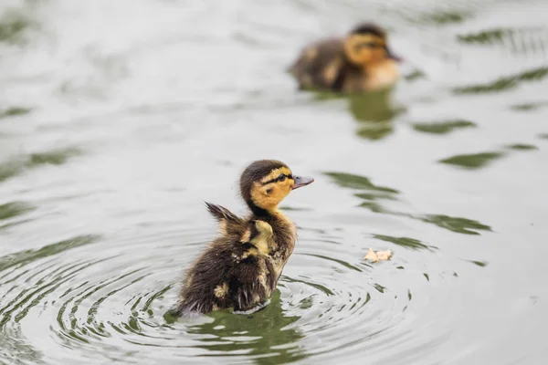 Ördek bebek su — Stok fotoğraf