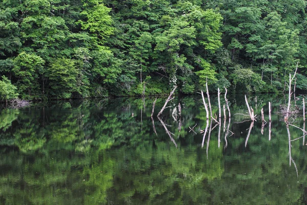 Ліс і озеро в Японії — стокове фото