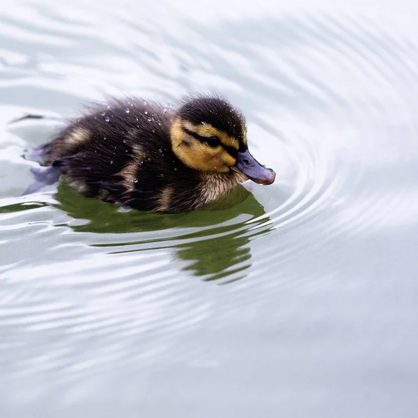 Eend baby op water — Stockfoto