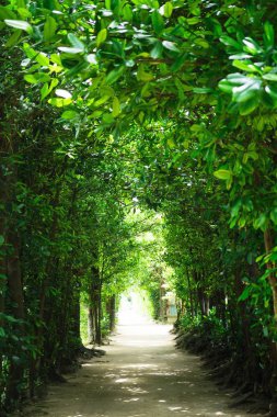 okinawa sokakta ağaç