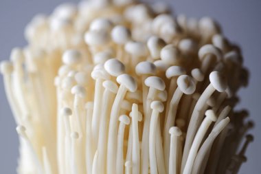 Edible mushrooms in japan clipart