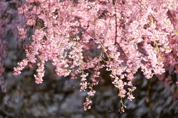 일본에서 자라는 벚꽃 — 스톡 사진