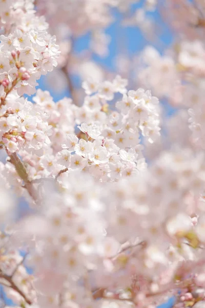 Körsbärsblommor i japan — Stockfoto