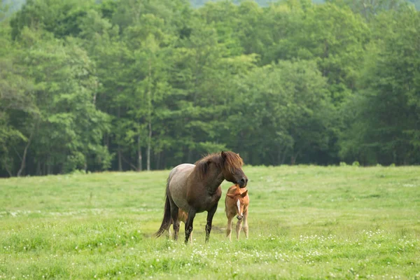 在北海道的父级和子级马 — 图库照片