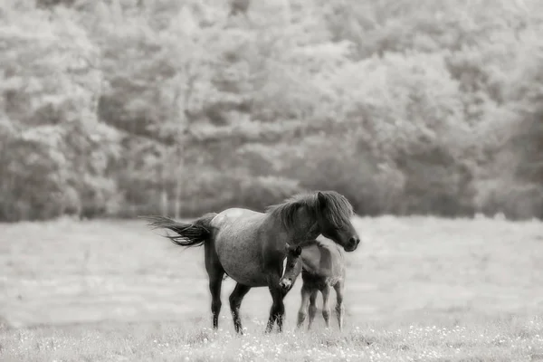 Cavalo filho pai em pasto — Fotografia de Stock
