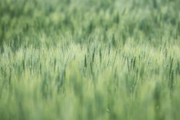 Campo de trigo verde na primavera — Fotografia de Stock