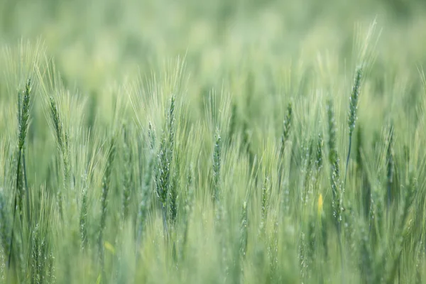 Campo de trigo verde na primavera — Fotografia de Stock