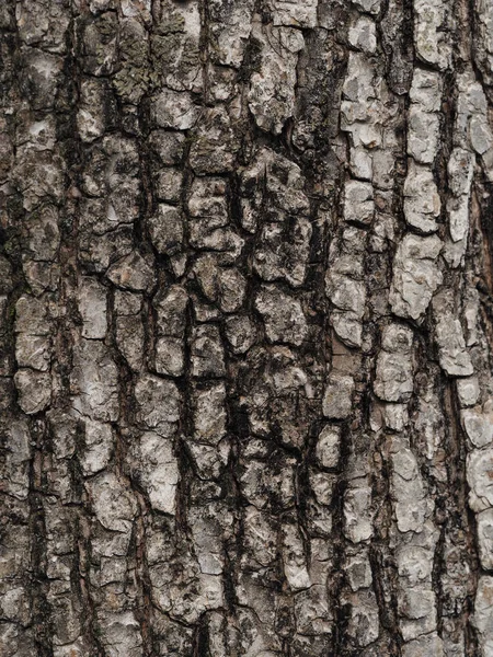 Ξύλο δέρμα στη φύση — Φωτογραφία Αρχείου
