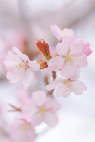 Fiori di ciliegio in primavera — Foto Stock