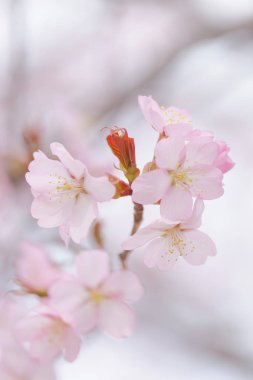 İlkbaharda kiraz çiçekleri