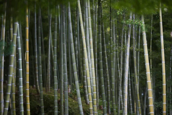 Бамбуковый лес в Японии — стоковое фото