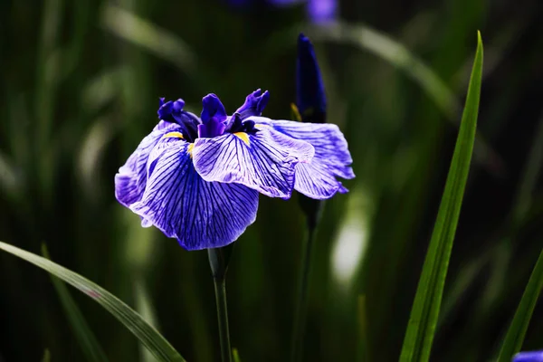 Iris in japan van de zomer — Stockfoto