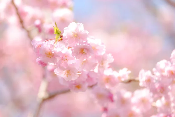 Flores de cerejeira em primavera — Fotografia de Stock