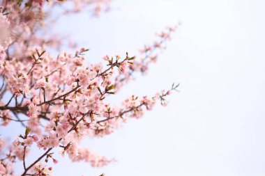 İlkbaharda kiraz çiçekleri