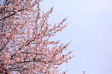 İlkbaharda kiraz çiçekleri