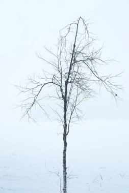 Ağaç Kış Japonya