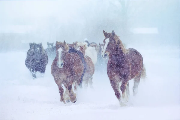 Kör häst i vinter — Stockfoto